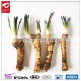 First Class Horseradish thumbnail-4