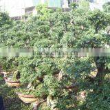 Chinese Elm Bonsai thumbnail-2
