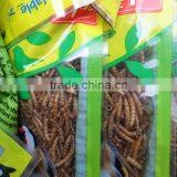 High Protein Dried Mealworm Wild Bird Food(microwave Dry) thumbnail-3