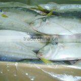 FRESH Frozen Scad ROUND HIGH QUALITY thumbnail-1