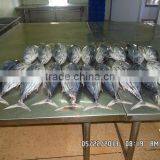 Frozen Katsuwonus Pelamis thumbnail-2