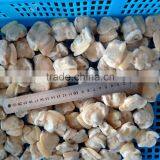 New Season High Quality Frozen Baby Clams Without Shell thumbnail-2
