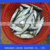 Frozen Pacific Mackerel