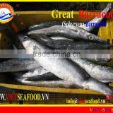 FROZEN BARRACUDA FISH W/R thumbnail-1