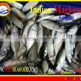 W/R FROZEN INDIAN MACKEREL thumbnail-5