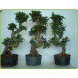 S Shaped Ficus Ginseng Microcarpa Taiwan Ficus Banyan Fig Indian Laurel Fig Potted Bonsai Tree Indoor Plants