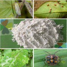 Hot Sale Insecticide Pour Chenille Dinotefuran 98%tc Cas 165252700 With Competitive Price thumbnail-2