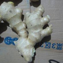 Inspection Service China for Gingers thumbnail-2