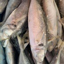 Horse Mackerel 100-200/trachurus Japonicus/mackerel Trachurus Japonicus thumbnail-5