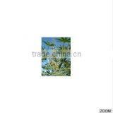 High Quality Pure Egyptian Castor Oil Medical Grade thumbnail-1