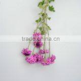 China Hot Selling Chrysanthemum From Yunnan thumbnail-1
