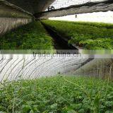 Economical Solar AgriculturalGreenhouse For Vegetables thumbnail-4