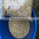 Ukraine Barley ,barley Seeds Animal Seeds Can Makes Animal Grow up Healthy thumbnail-1