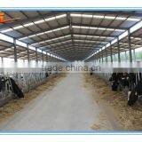 Design Construction Prefabricated Steel Structure Cowshed
