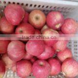 Qinguan Apple Supplier/china Apple Price/export Fresh Apple thumbnail-1