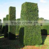 Crude Medicine Taxus Baccata Dried Leaves