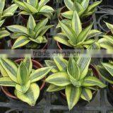 Golden Green Sansevieria for Indoor Ornamental Bonsai Plants thumbnail-5