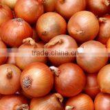 HON03 Zuanda yellow onion seeds price in vegetable seeds for sale