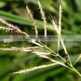 Best Manufacturer Ginger Grass Oil thumbnail-1
