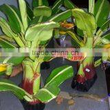 Wood Banana Tree thumbnail-1