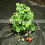 High Quality Used Plastic Mulch Layer Weed Barrier Fabric thumbnail-4