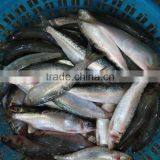 Canned Fish Sardine Low Price W/R Frozen Sardine for Canning thumbnail-2