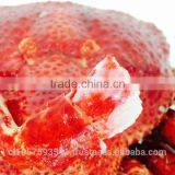 Hairy Snow Crab Antarctica thumbnail-2