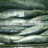 China Seafood Frozen Bonito Fish thumbnail-1
