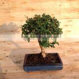 Indoor Bonsai Podocarpus Macrophyllus for Decoration Ball Shape thumbnail-3