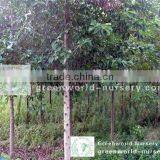 Michelia Chapensis Good Quality thumbnail-1