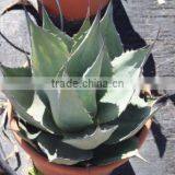 Agave Havardiana "Havard Agave" in 8 Liters Pot thumbnail-1
