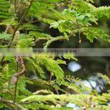 Shikakai Oil thumbnail-3