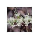 Amyris Oil thumbnail-1