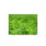 Stevia Extract thumbnail-1