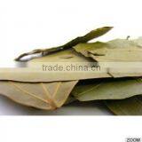 Cinnamomum Tamala thumbnail-1