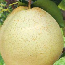 Fresh Fruit Pears/Ya Pear/Fragrant Pear/Crown Pear/Qiuyue Pear/Golden Pear thumbnail-3