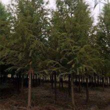 Prices of Jiangsu Chinese Swamp Cypress, Price List of Chinese Swamp Cypress Base, Chinese Swamp Cypress Manufacturers thumbnail-1