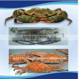 Frozen Whole Mud Crab for Sale