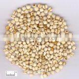 Job's Tear thumbnail-1