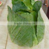 New Crop Flat Cabbage/round Cabbage for Sale thumbnail-4
