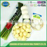 Fresh Garlic Clove thumbnail-5
