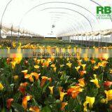 High Tunnel Single or Multi Span Galvanized Steel Plastic Film Cover Low Cost Plant House or Greenhouse for Agricultural Farm thumbnail-2