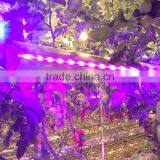 Led Side Lighting 75w Greenhouse Commercial Plants Led Grow up Lights thumbnail-4