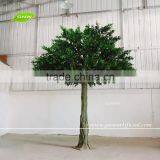 GNW BTR161031-002 8ft Autumn Maple Tree Landscaping Trees For Outdoor thumbnail-3