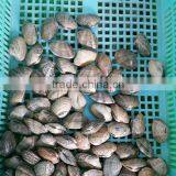 VACCUM PACKED AND BOILED BABY CLAM thumbnail-1