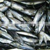Export Frozen Fish Frozen Bonito Fish thumbnail-1