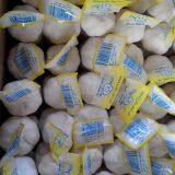 Chinese Fresh Jinxiang Pure White Garlic Small Packing In 10kg Box