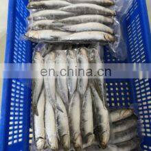 Good Price Anchovies Block Wholesale Frozen Anchovy thumbnail-2
