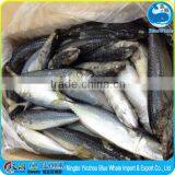 Frozen Fish Scomber Japonicus Pacific Mackerel