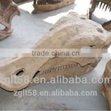 Museum Dinosaur head Fossil